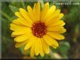 yellow african daisy flower
