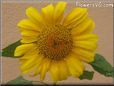 sunflower flower