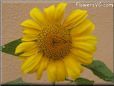 sunflower flower