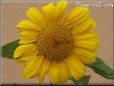 sunflower flower