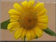 sunflower flower
