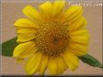 sunflower flower