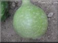  gourd