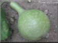  gourd
