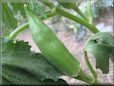 medium okra