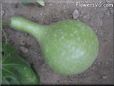  gourd