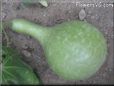  gourd