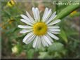 white daisy flower