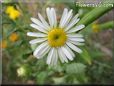 white daisy flower