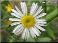 white daisy flower