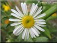 white daisy flower