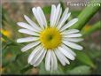 white daisy flower