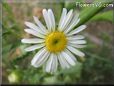white daisy flower