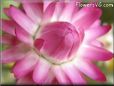 pink strawflower flower