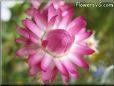 pink strawflower flower