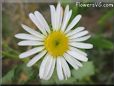 white daisy flower