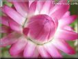 pink strawflower flower