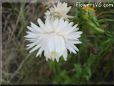 white strawflower flower