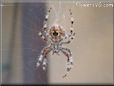 orb web spider