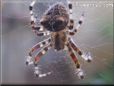 orb spider