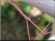 pink walkingstick