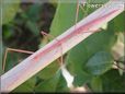 red walkingstick
