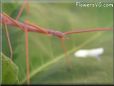 red walking stick