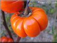 pumpkin pepper
