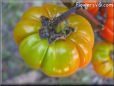 pumpkin pepper