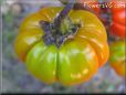 pumpkin pepper