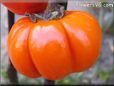 pumpkin pepper