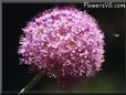 allium flower