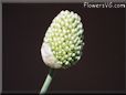 allium flower