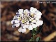 candytuft flower