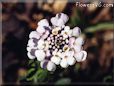 candytuft flower