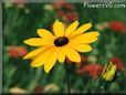 yellow coneflower flower