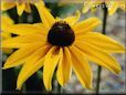 yellow coneflower flower