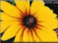 yellow coneflower flower