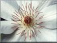 white clematis flower