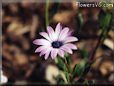 purple african daisy