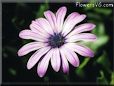 purple african daisy