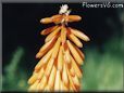 hot poker kniphofia flower