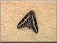 tiger moth pictures