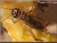 brown cricket