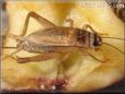 brown cricket