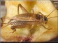 brown cricket