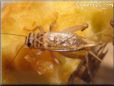 brown cricket