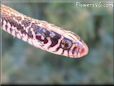 garter snake