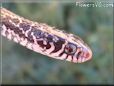 gartersnake
