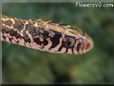  garter snake